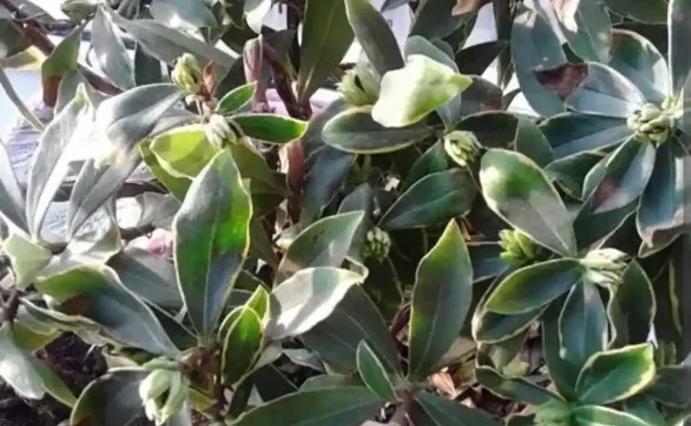 冬天家中養盆瑞香花,春節期間開放,滿足飄香