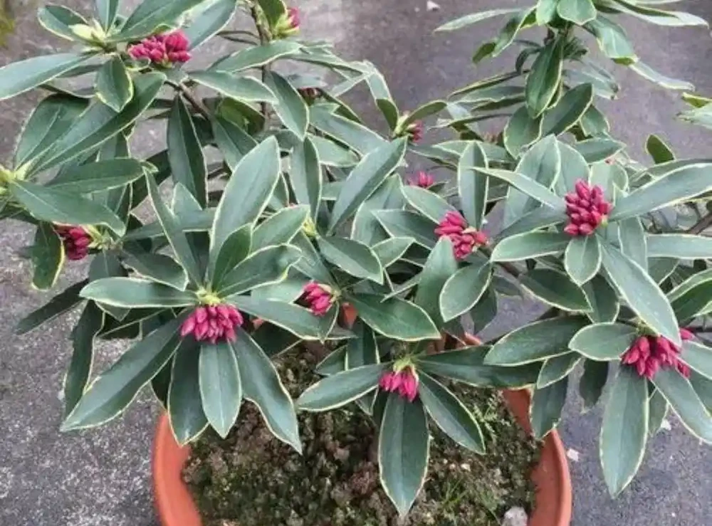 冬天家中養盆瑞香花,春節期間開放,滿足飄香