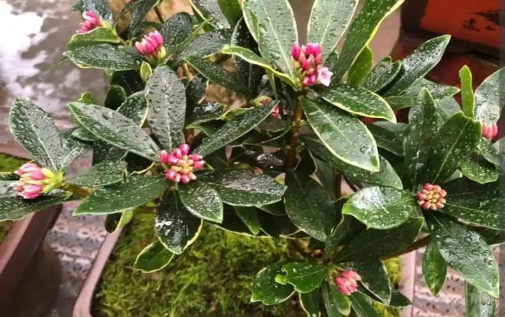冬天家中養盆瑞香花,春節期間開放,滿足飄香