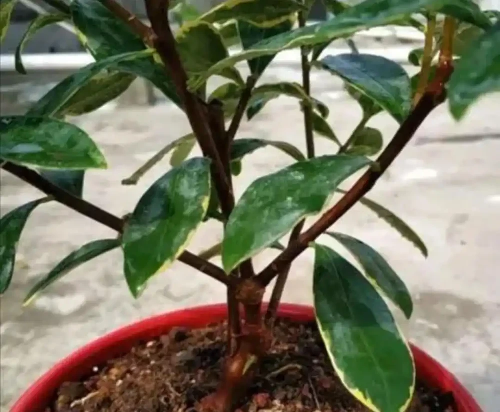 冬天家中養盆瑞香花,春節期間開放,滿足飄香