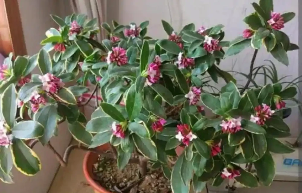 冬天家中養盆瑞香花,春節期間開放,滿足飄香