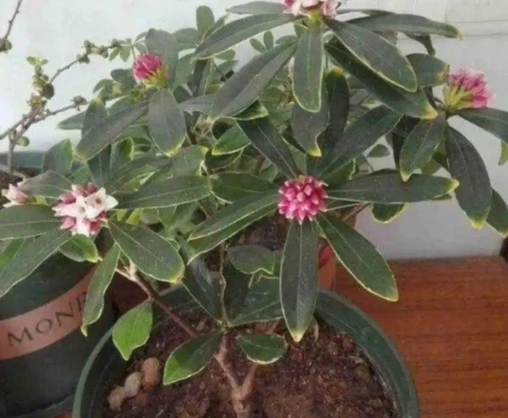冬天家中養盆瑞香花,春節期間開放,滿足飄香