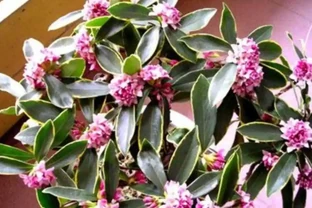 冬天家中養盆瑞香花，春節期間開放，滿足飄香