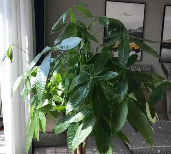 冬天的發財樹狀態不好,透過6點觀察葉片,教你區分病症,很簡單