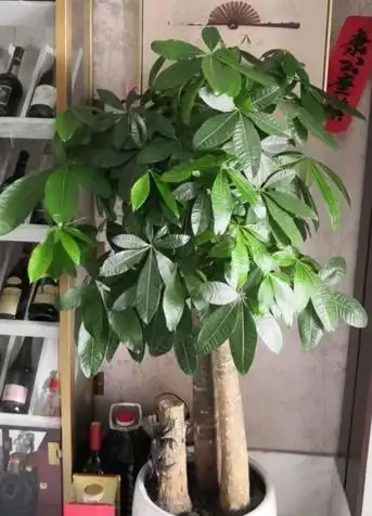 冬天的發財樹狀態不好,透過6點觀察葉片,教你區分病症,很簡單