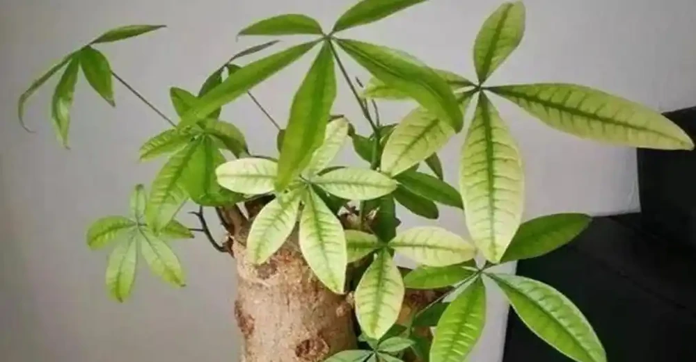 冬天的發財樹狀態不好,透過6點觀察葉片,教你區分病症,很簡單