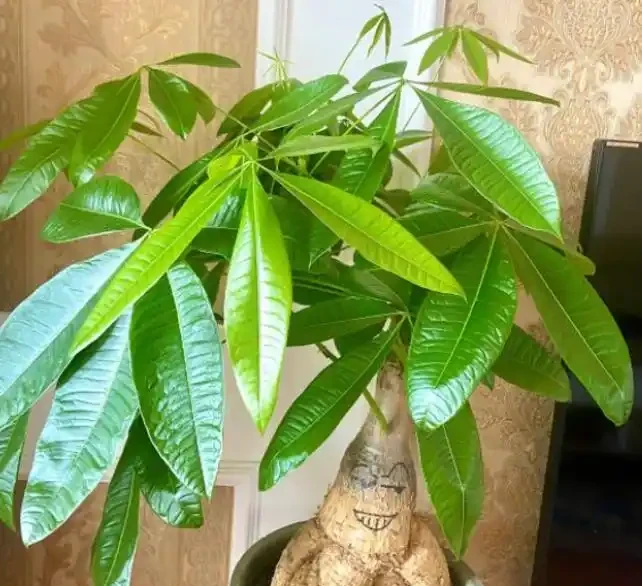 冬天的發財樹狀態不好,透過6點觀察葉片,教你區分病症,很簡單