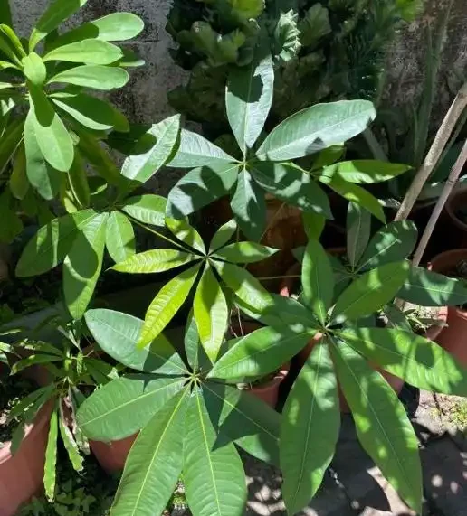 冬天的發財樹狀態不好,透過6點觀察葉片,教你區分病症,很簡單