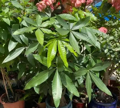 冬天的發財樹狀態不好,透過6點觀察葉片,教你區分病症,很簡單