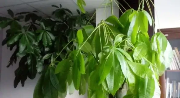 冬天的發財樹狀態不好,透過6點觀察葉片,教你區分病症,很簡單