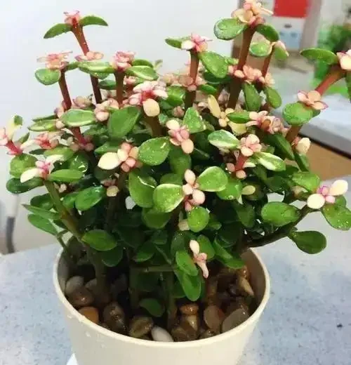 9種「招財花」，窮也要養一盆，小日子很舒心