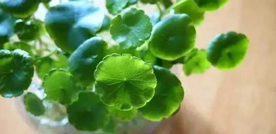 9種「招財花」，窮也要養一盆，小日子很舒心
