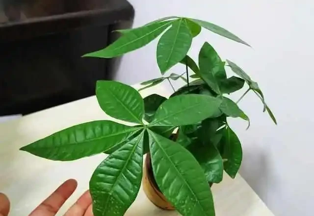 9種「招財花」，窮也要養一盆，小日子很舒心