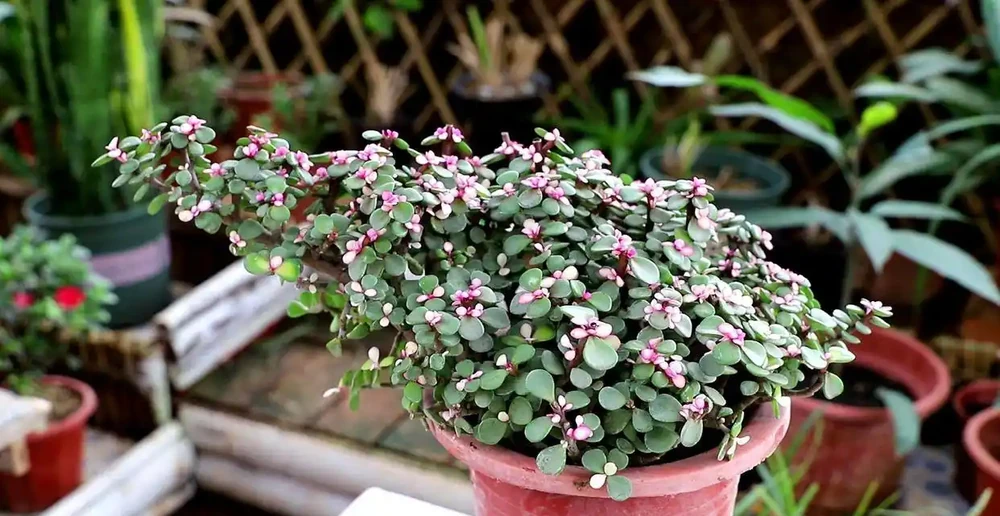 9種「招財花」，窮也要養一盆，小日子很舒心