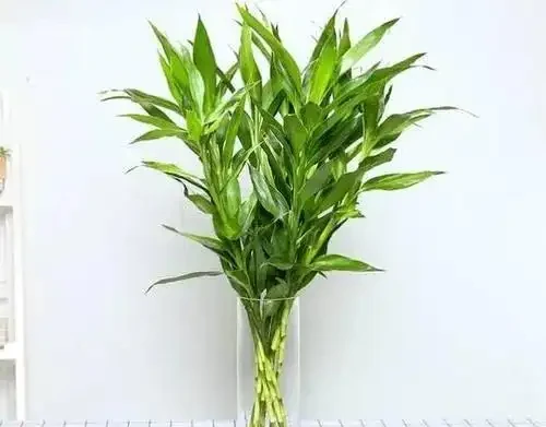 9種「招財花」，窮也要養一盆，小日子很舒心
