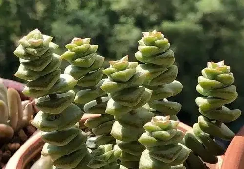 9種「招財花」，窮也要養一盆，小日子很舒心