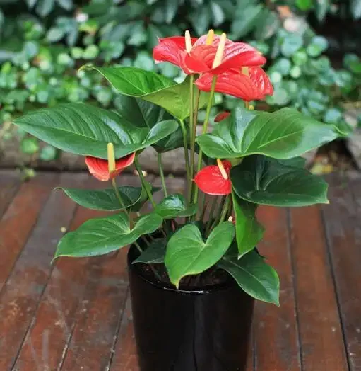 9種「招財花」，窮也要養一盆，小日子很舒心