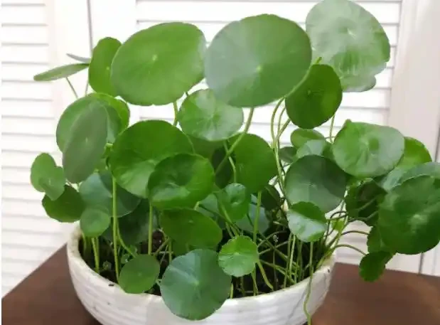 9種「招財花」，窮也要養一盆，小日子很舒心