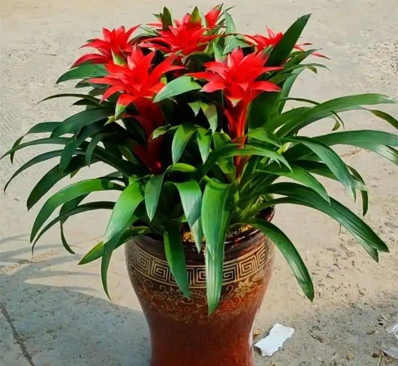 9種「招財花」，窮也要養一盆，小日子很舒心