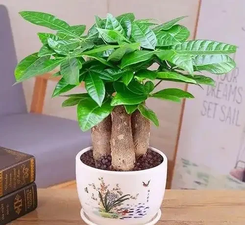 9種「招財花」，窮也要養一盆，小日子很舒心