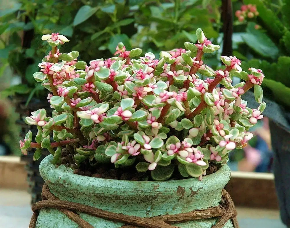9種「招財花」，窮也要養一盆，小日子很舒心