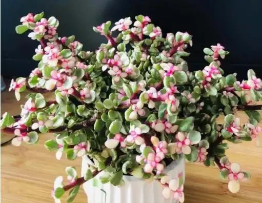 9種「招財花」，窮也要養一盆，小日子很舒心