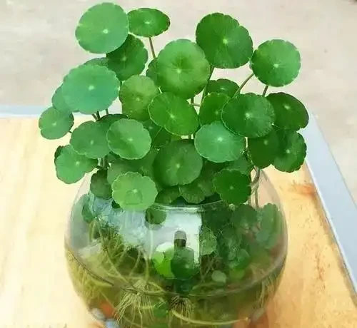 9種「招財花」，窮也要養一盆，小日子很舒心