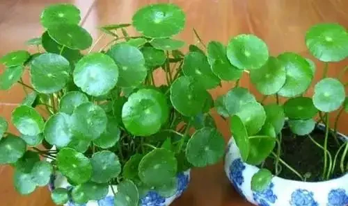 9種「招財花」，窮也要養一盆，小日子很舒心