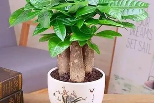 9種「招財花」，窮也要養一盆，小日子很舒心