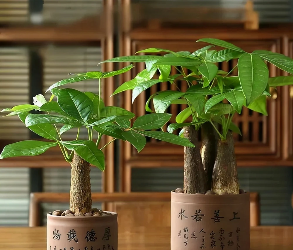 發財樹長勢差,根據「病症」逐一攻破,新枝稠密,養成盆景小老樁