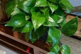 養好「黃金葛」，有一點很重要，葉子「又大又綠」，蔥綠一大片