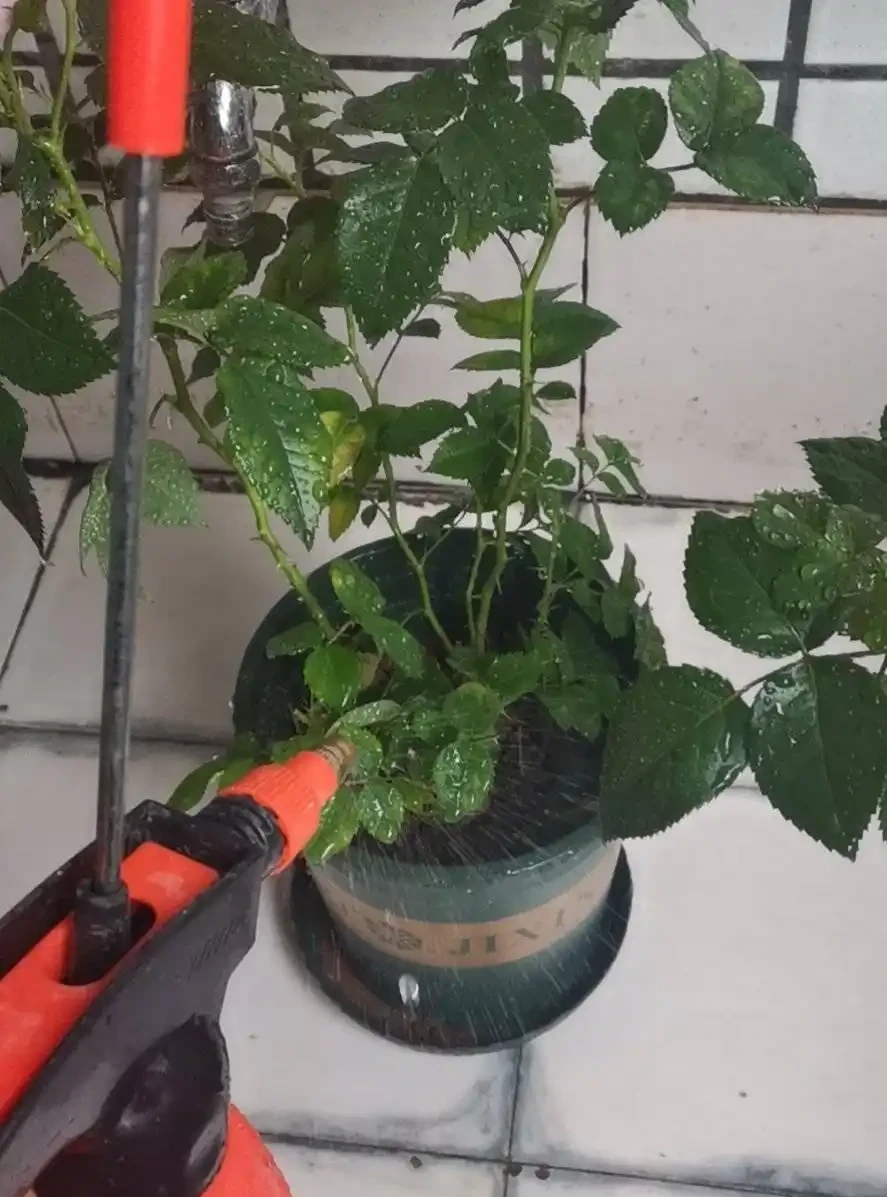 玫瑰有3個「愛好」,照做了,花繁葉茂,不停開花,開爆棚