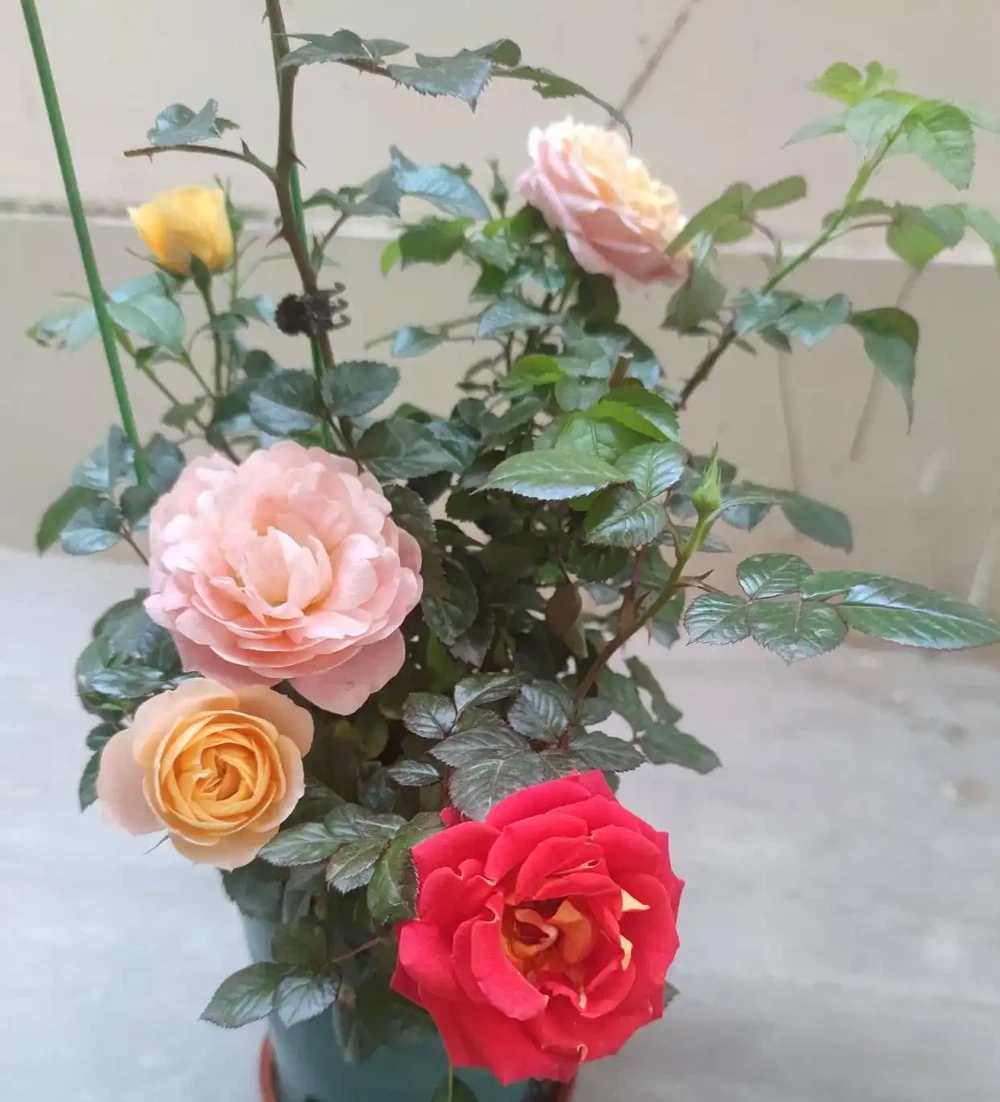 玫瑰有3個「愛好」,照做了,花繁葉茂,不停開花,開爆棚