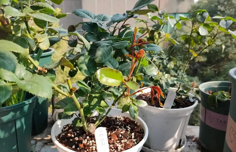 玫瑰有3個「愛好」,照做了,花繁葉茂,不停開花,開爆棚