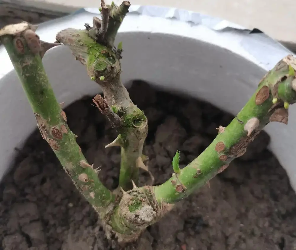 玫瑰有3個「愛好」,照做了,花繁葉茂,不停開花,開爆棚