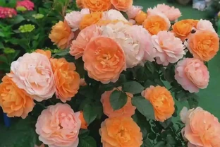 玫瑰有3個「愛好」，照做了，花繁葉茂，不停開花，開爆棚