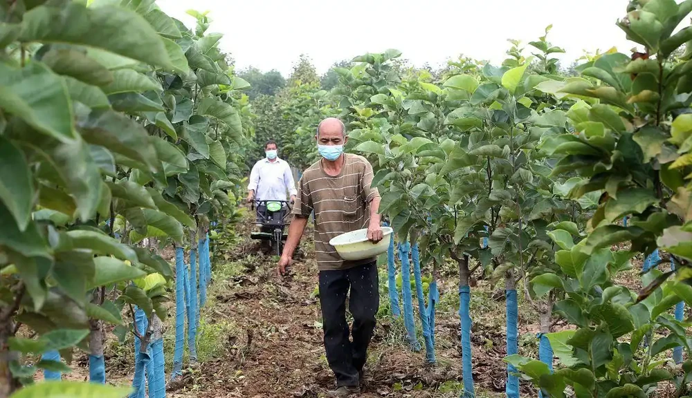 手把手教你製作五種土化肥，肥效比買得好太多，經濟環保又實惠