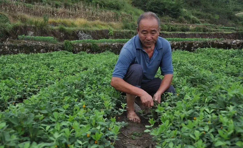 手把手教你製作五種土化肥，肥效比買得好太多，經濟環保又實惠