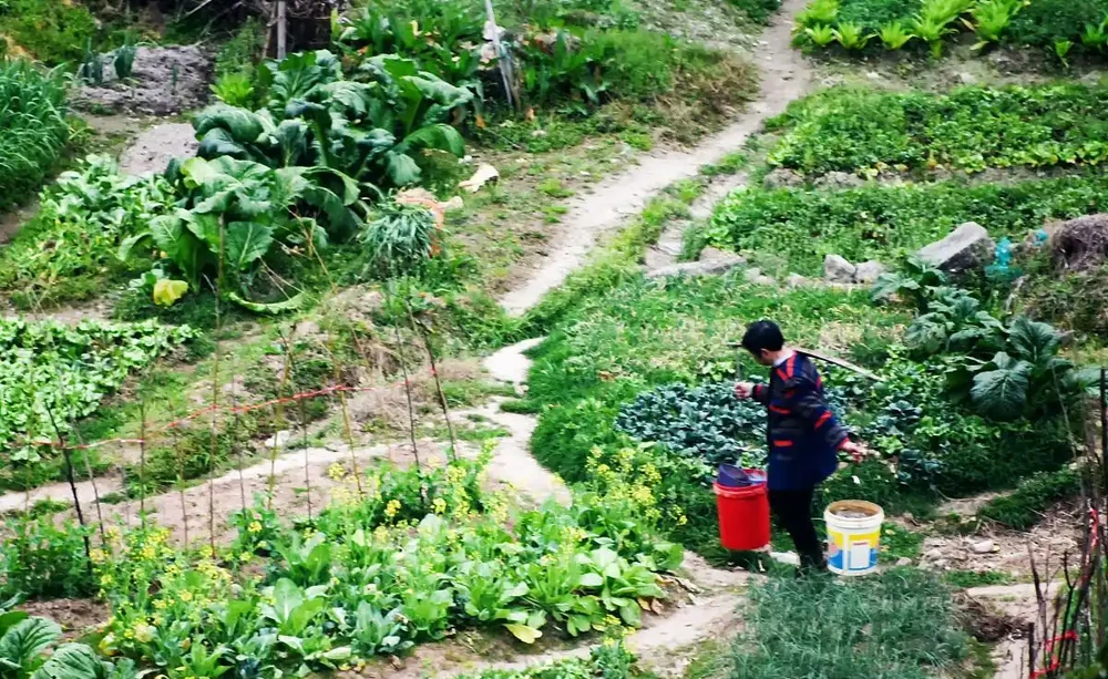 手把手教你製作五種土化肥，肥效比買得好太多，經濟環保又實惠