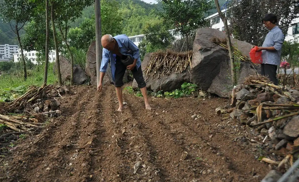手把手教你製作五種土化肥，肥效比買得好太多，經濟環保又實惠