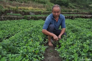 手把手教你製作五種土化肥，肥效比買得好太多，經濟環保又實惠