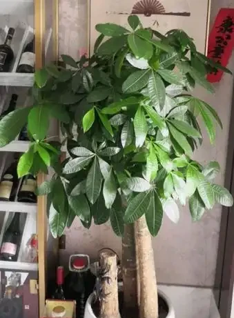 養發財樹，新手容易犯7個「錯誤」，避開才能不黃葉，長勢旺盛