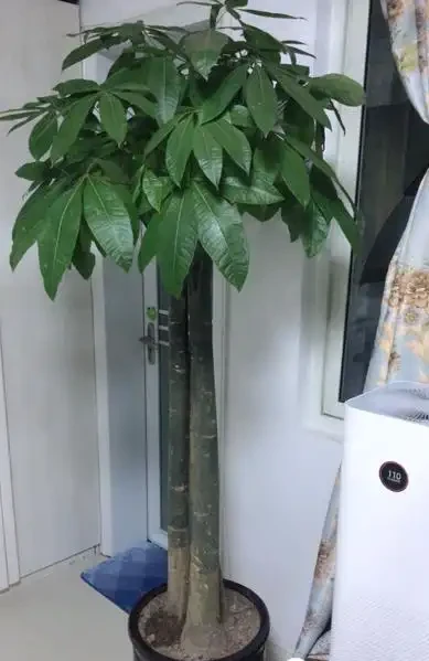 養發財樹，新手容易犯7個「錯誤」，避開才能不黃葉，長勢旺盛