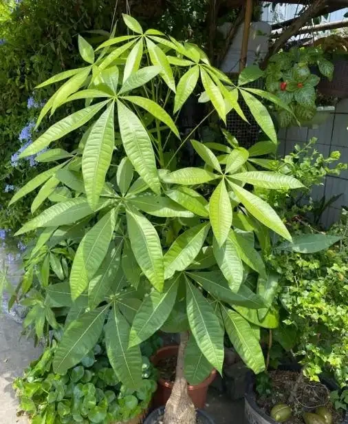 養發財樹，新手容易犯7個「錯誤」，避開才能不黃葉，長勢旺盛