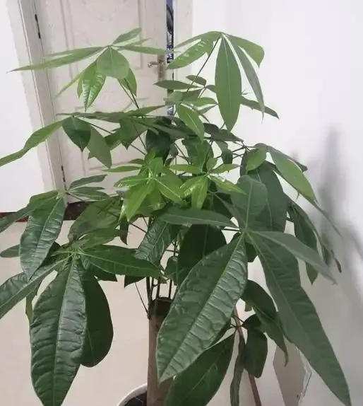 養發財樹，新手容易犯7個「錯誤」，避開才能不黃葉，長勢旺盛