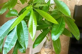 養發財樹，新手容易犯7個「錯誤」，避開才能不黃葉，長勢旺盛
