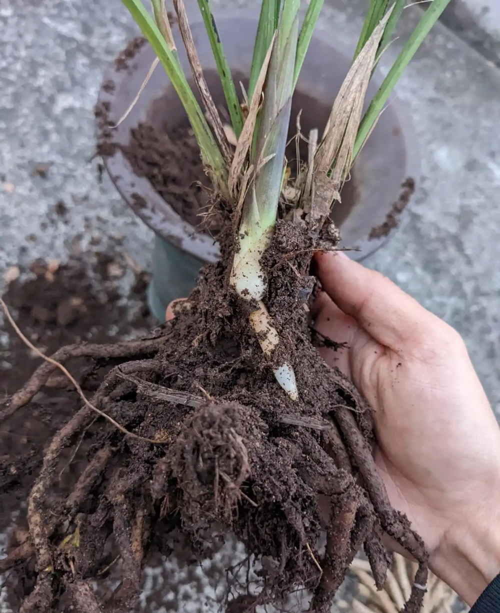 蘭花配土五大黃金原則,照樣做,蘭花種死都難,沒有最好只有更好