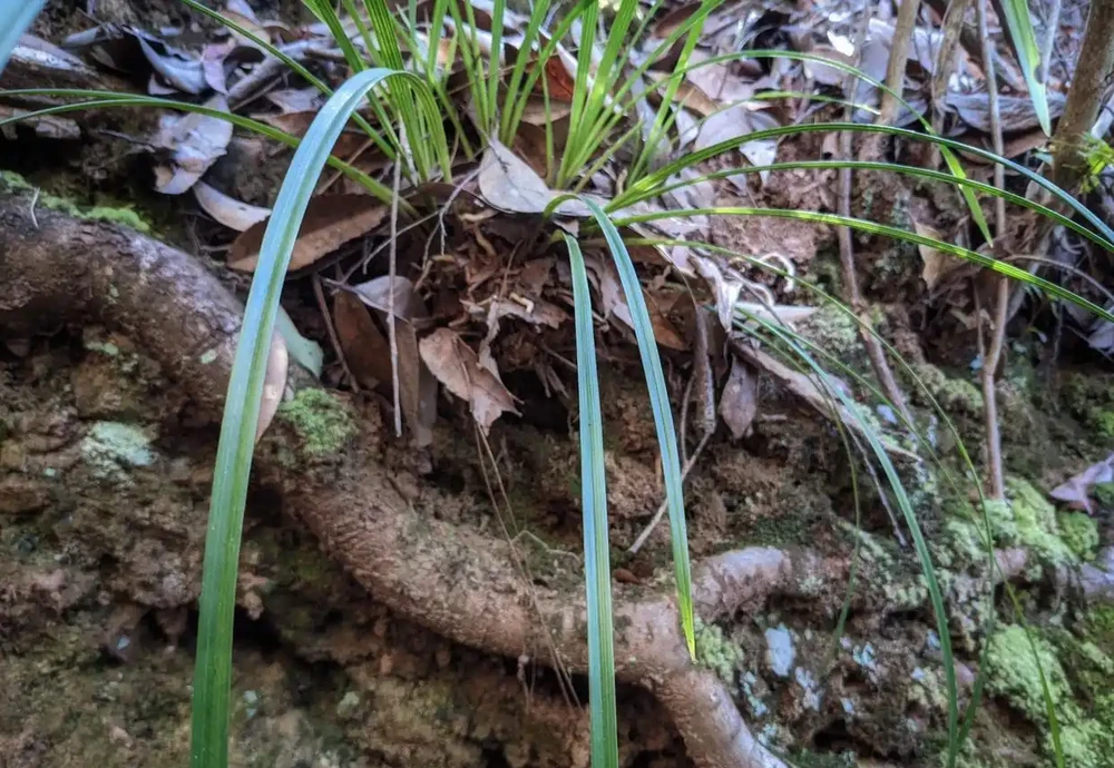 蘭花配土五大黃金原則,照樣做,蘭花種死都難,沒有最好只有更好