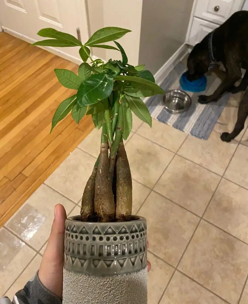 你的發財樹現在還好嗎？不想每年重新買，快來記住這幾點