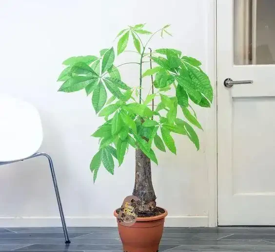 你的發財樹現在還好嗎？不想每年重新買，快來記住這幾點